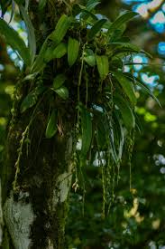 Image result for Bulbophyllum josephi
