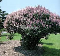 Syringa Prestoniae Royalty Lilas De Preston Preston S Lilac Centre Du Jardin Deux Montagnes Nous Planting Flowers Garden Plants Plant Identification