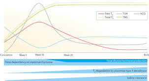Image result for Thyroid Function Test