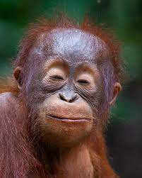 Dozing Off Orangutan Babies Have The Most Expressive Faces Even With Closed Eyes Kalimantan Borneo Orangutan Monkeys Funny Monkey Pictures