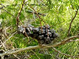 Image result for Callitris