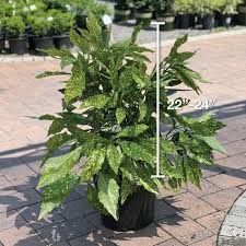 Image result for Aucuba