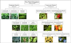 Plant Classification Chart Blogmontessori For Everyone