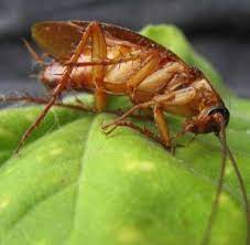 Affordable pest control solutions, will restore your peace of mind providing a cockroach ,ant, spider, bed bug free zone! One Hour Pest Control In Nj Pest Control Exterminators In New Jersey Bloomfield Nutley Belleville West Orange East Orange Newark Montclair Cedar Grove Freehold Nj 24 Hour Pest Control In