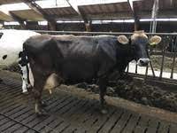 Brown Swiss Lifetime Production