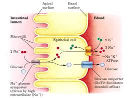 Glucose Is Absorbed In The Small Intestine By A Secondary Active Transport Mechanism Down The Concentra Biology Lessons Human Anatomy And Physiology Physiology