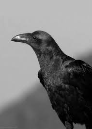 Birds With Human Arms Gif Https Encrypted Tbn0 Gstatic Com Images Q Tbn 3aand9gcrejnd2wmqah7ehnxvq9xc1gmzo8q2eb7he9q Usqp Cau