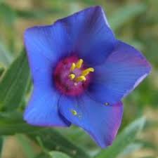 Image result for Lysimachia monelli