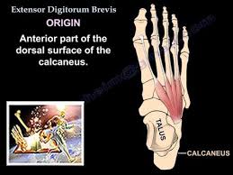 Extensor Digitorum Brevis Physiopedia