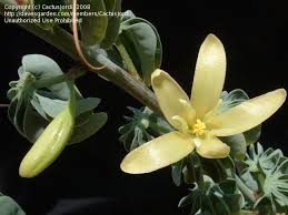 Image result for Adenia fruticosa