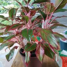 Belanja online tanaman bunga rumahan terbaik, terlengkap & harga termurah di lazada indonesia | bisa cod gratis ongkir voucher diskon. Jual Tanaman Hias Tanaman Pot Hiasan Rumah Taman Pot Bunga Kota Depok An Nazmi Tokopedia