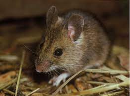 How Long Do Mice Live For Fact Of Life
