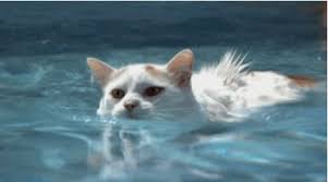 Meanwhile certain types of cats, like the tiger, can swim for longer distances if necessary. Why Do Turkish Van Cats Like Water And Other Cats Don T Turkish Van Is A Cat Breed Quora