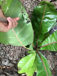 Image result for Barringtonia asiatica