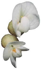 Image result for Aeschynomene heurckeana