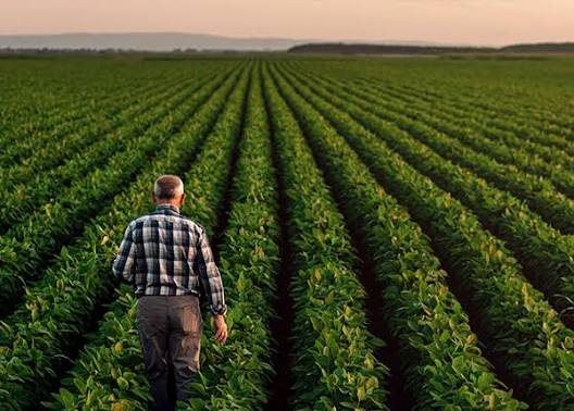 Crop Insurance for Agricultural Producers: Beyond the Initial Assumption