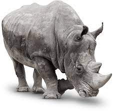 New rhino for mac users or people who like to purchase an extra license, can preferably purchase a rhino 6 for windows license and convert. White Rhino Saving The Survivors Saving Poached Rhinos Wildlife