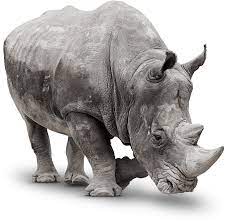 Based out of malta and founded in 2016 by a group of igaming veterans, the rhino group and its first brand wunderino quickly established itself as the industry's rising star. White Rhino Saving The Survivors Saving Poached Rhinos Wildlife