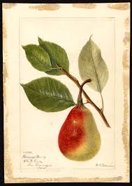 Helmut josef michael kohl (* 3. Birnenformig Wikipedia