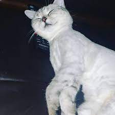 American Shorthair Cats American Shorthair Cat American Shorthair Kitten American Shorthair