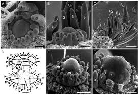 Image result for Limnophila ceratophylloides
