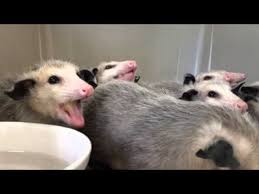 Opossums Eating Bananas Opossum Cuddly Animals Baby Possum