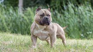 Последние твиты от american bully (@americanbully10). American Bully Ebkc European Bully Kennel Club