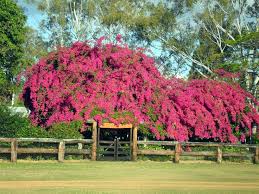Bougainvillea The Most Gorgeous Creeper In The World Usually Seen In White Walled Mediterranean Towns This Picture Is A Little Bougainvillea Plants Bloom