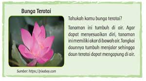 Tangkai yang dimiliki oleh tumbuhn teratai bentuknya tegak. Kunci Jawaban Buku Tema 2 Kelas 6 Halaman 4 5 6 7 Subtema 1 Pembelajaran 1 Bunga Teratai Halaman 4 Tribun Padang
