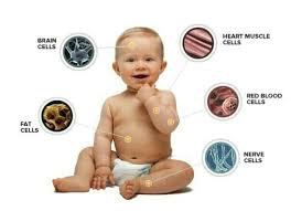 What is the smallest unit of life. Tell Me About Cell In Details Brainly In