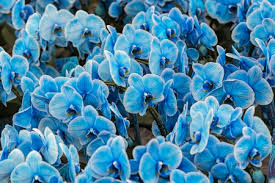 Image result for Barleria gueinzii