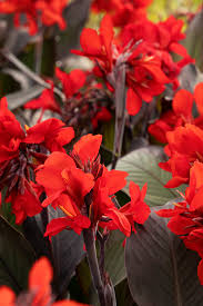 Pin On Container Garden