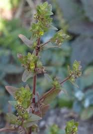 Image result for Vahlia dichotoma