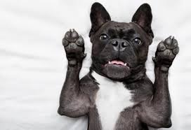 Reasons Your Dog Smells Bad