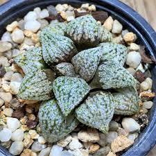 Image result for Ammocharis tinneana