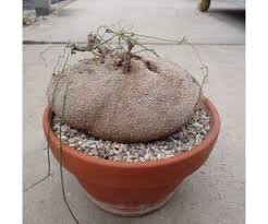 Image result for Kedrostis