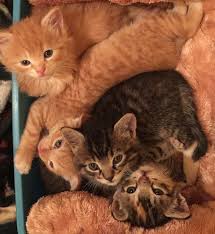 1,747 orange cat suit products are offered for sale by suppliers on alibaba.com, of which pet apparel & accessories accounts for 1%. Pin On Orange Tabby Cats And Kittens