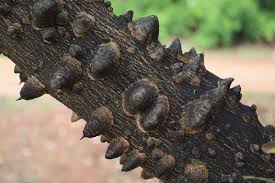 Image result for Zanthoxylum capense