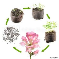 Life Cycle Of Plant Stages Of Growth Of Snapdragon From Seed To Flowering Plant Buy This Stock Photo And Exp In 2020 Planting Flowers Indoor Flowering Plants Plants