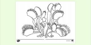 Home plants coloring pages free venus flytrap coloring pages printable. Venus Fly Trap Colouring Page Colouring Sheets