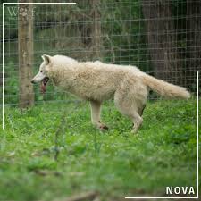 Nova never lets anything stop her from having fun! 📸 by Anthony Celona #️⃣  #pawolfsanctuary #wolfsanctuaryofpa #wolvesofspeedwell