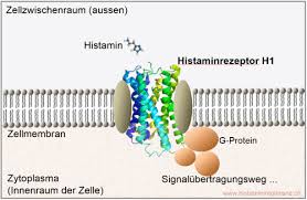 Hit Histaminose Histaminstoffwechsel