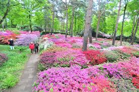 Auf 4,2 hektar sind rund 10 000 verschiedene pflanzenarten zu sehen. Unsere Botanische Schatztruhe Der Rhododendron Park Bremen Wfb