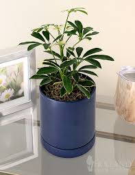 Image result for Schefflera