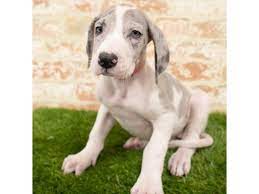 I didn't start showing great danes till the beginning of 2004 although i have shown other breeds since 1989. 54 Hq Photos Great Dane Puppies Lafayette Indiana 2019 Dog Bite Fatality Woman 49 Dies After Being Mauled By Her Two Rescue Great Danes In Warren County Ohio Dogsbite Blog Confidencialdigital
