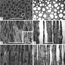 Image result for Ancylobothrys pyriformis