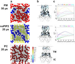 A membrane protein is a protein molecule that some of the membrane proteins make up a major transport system that moves molecules and ions. Protein Crowding And Lipid Complexity Influence The Nanoscale Dynamic Organization Of Ion Channels In Cell Membranes Scientific Reports