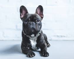 Seal boston terriers are actually (normally) seal and white markings. Is The All American Boston Terrier A Good Dog For You K9 Web