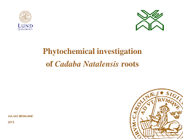 Image result for Cadaba natalensis