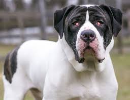 What causes canine cherry eye? Cherry Eye What It Is When To Seek Help For Your Dog Daily Paws